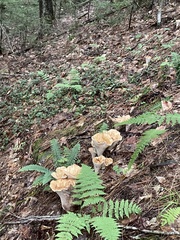 Turbinellus kauffmanii