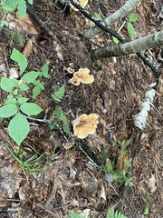 Turbinellus kauffmanii