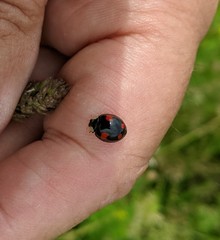 Harmonia axyridis
