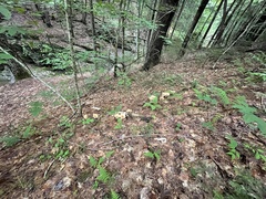 Turbinellus kauffmanii