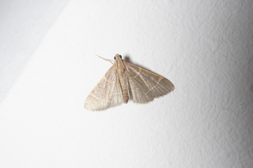 Hypsopygia glaucinalis