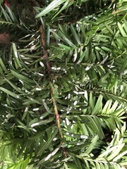 Pulvinaria floccifera