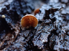 Crepidotus eucalyptorum
