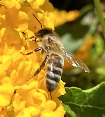 Apis mellifera