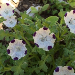 Nemophila maculata