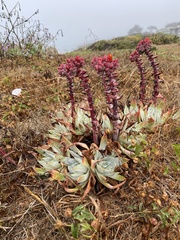 Dudleya palmeri
