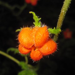 Caiophora contorta