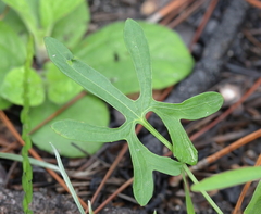 Viola septemloba