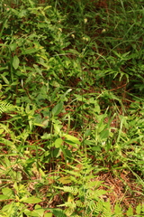 Cyperus plukenetii