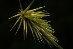 Cyperus plukenetii