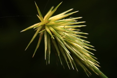 Cyperus plukenetii