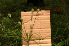 Cyperus plukenetii