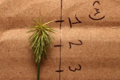 Cyperus plukenetii