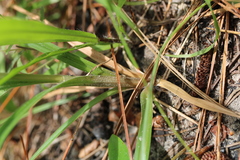 Cyperus plukenetii