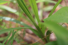 Cyperus plukenetii