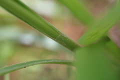 Cyperus plukenetii