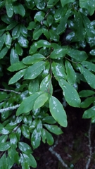 Ilex mucronata image