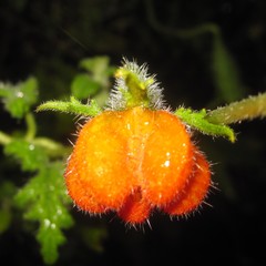 Caiophora contorta