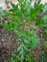 Cosmos sulphureus