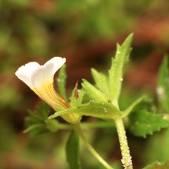 Gratiola