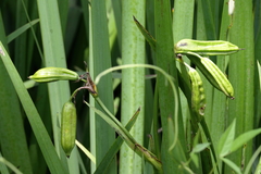 Dietes grandiflora
