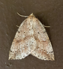 Thallophaga hyperborea