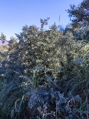 Colletia paradoxa