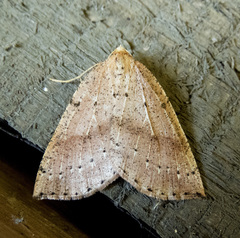 Thallophaga hyperborea