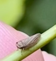 Agallia quadripunctata