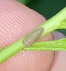 Agallia quadripunctata