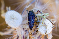 Acmaeodera retifera