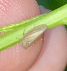 Agallia quadripunctata