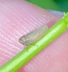 Agallia quadripunctata