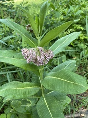 Asclepias syriaca