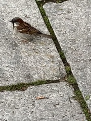 Passer domesticus