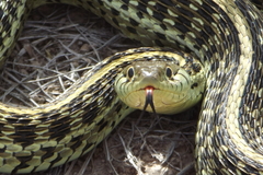 Thamnophis eques