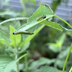 Sphacophilus cellularis