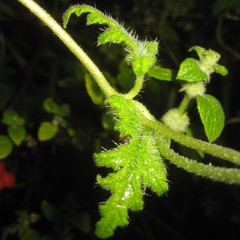 Caiophora contorta
