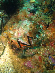 Ostreoidea