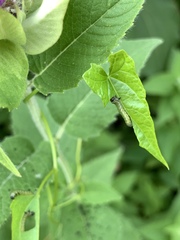 Sphacophilus cellularis