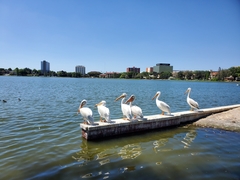 Pelecanus erythrorhynchos