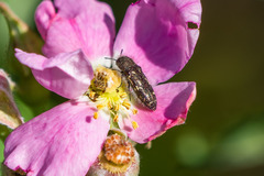Acmaeodera retifera