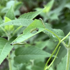 Sphacophilus cellularis
