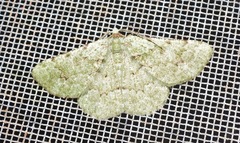 Aeolochroma viridicata