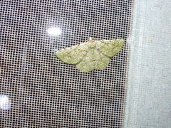 Aeolochroma viridicata