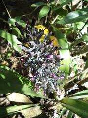 Aechmea mexicana