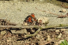 Aglais io