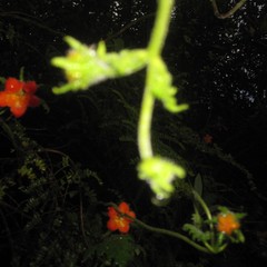 Caiophora contorta