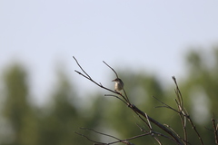 Cistothorus palustris