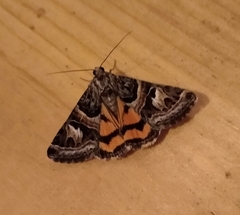 Drasteria hastingsii